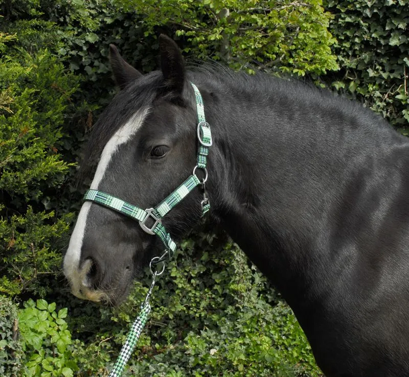 Rhinegold Carnival Headcollar & Rope