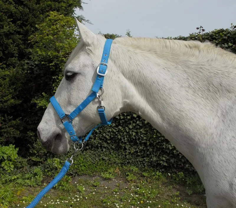 Rhinegold Carnival Headcollar & Rope