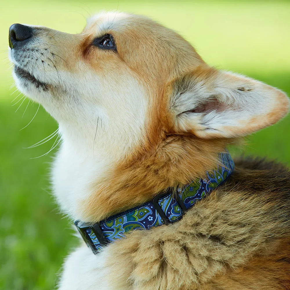 Scholastic Green/White - Dog Collar
