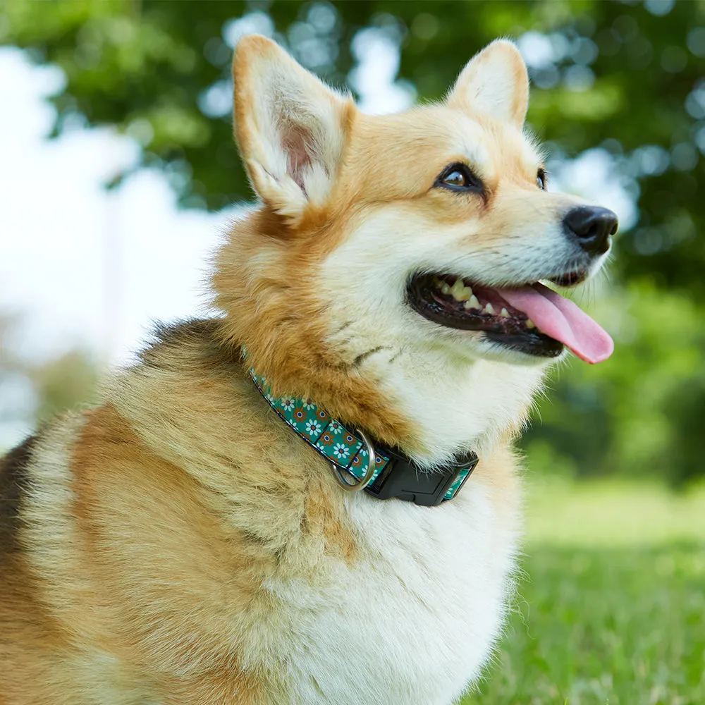 Scholastic Green/White - Dog Collar